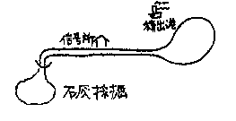 CXg