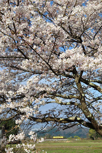 ���w�Z�Ղ̍�