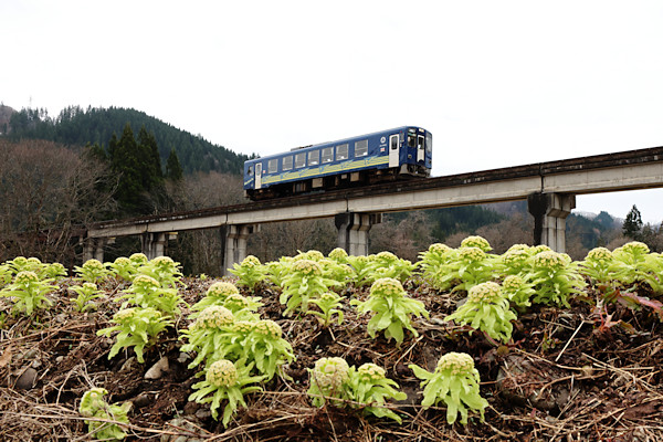 �����m�`�䗧���^�t�L�m�g�E