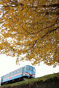銀杏の木